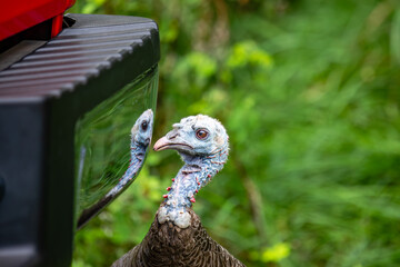 Female wild turkey (Meleagris gallopavo) fighting with her reflection in a trucks bumper