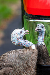 Female wild turkey (Meleagris gallopavo) fighting with his reflection in a trucks bumper