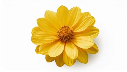 Vibrant Yellow Flower Isolated On White Background For Decorative Designs
