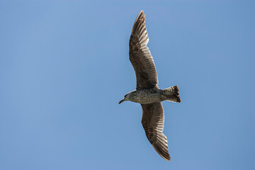 Obraz premium Young seagull soaring against clear blue sky showing natural wing spread. Wildlife bird photography capturing coastal species in flight.