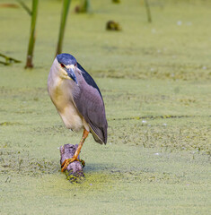 Night heron hunting from a long on a pond