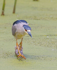 Night heron hunting from a long on a pond