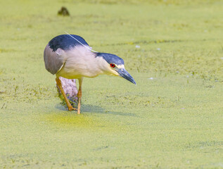 Night heron hunting from a long on a pond