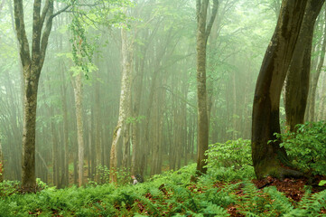 Man descends through dense spring forest enveloped in fog where path disappears into mysterious green haze.