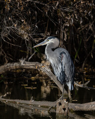 Great Blue Heron Perched on Log on a pond