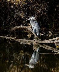 Great Blue Heron Perched on Log on a pond
