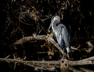 Great Blue Heron Perched on Log on a pond
