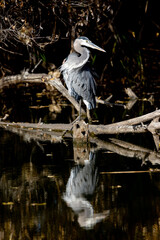 Great Blue Heron Perched on Log on a pond