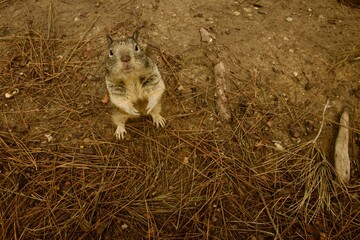 hungry squirrel in the park