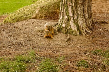 pair of squirrels playing at the park
