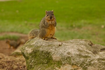 squirrel sitting on a rock in the park