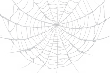 Spider web creating a scary halloween decoration, spooky arachnid net trapping prey on a transparent background