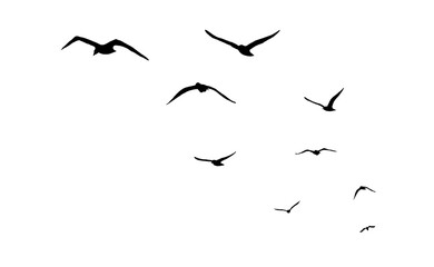 png flock of birds silhouette isolated on transparent clear background	
