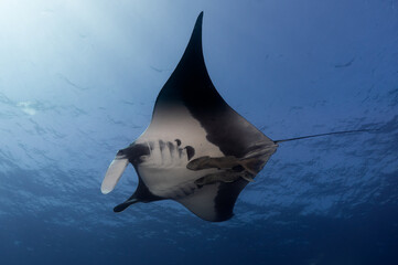 manta ray swimming close to surface at revillagigedo