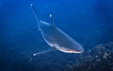 Silvertip Shark at San Benedicto island