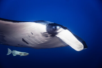 Manta ray up close