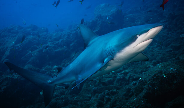 Galapagos shark at Isla San Benedicto