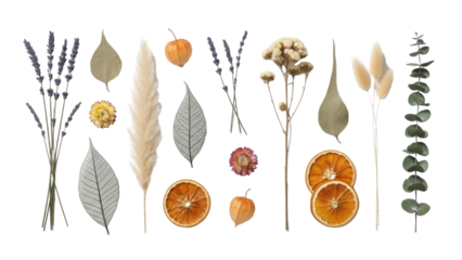 Watercolor illustration of various dried flowers, leaves, and orange slices, perfect for decoration and design.