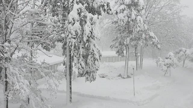 Snow covers trees and ground in a quiet neighborhood during a winter storm in the early morning