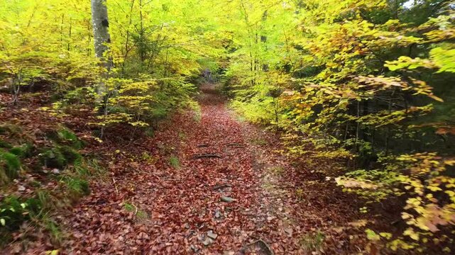 For&ecirc;t des C&eacute;vennes