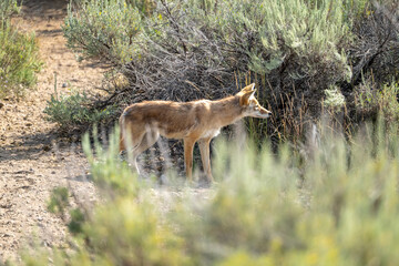 Brown Coyote Peers To The Right Through Sage Bushes