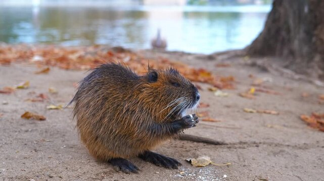 Coypu eating on the river bank in autumn. Wet nutria sitting and feeding near water, consuming meal among fallen autumn leaves on riverbank with golden seasonal foliage surrounding furry brown mammal