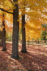 Obraz premium Autumn trees in the park path