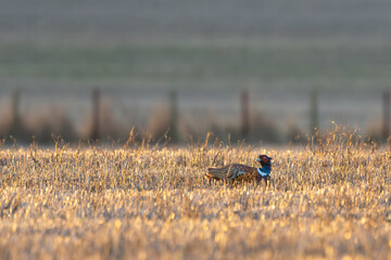 Pheasant is standing in a field of tall grass