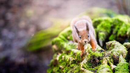 Scotland squirrel is standing on a mossy log. Scotland