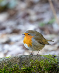 Robin. Small bird with orange and white feathers is perched on a mossy rock.
