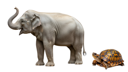 A majestic grey elephant with its trunk raised alongside a vibrant orange and black patterned turtle, depicting size contrast, isolated on transparent background.