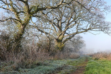Oak trees on a foot path through countryside on a frosty winter morning