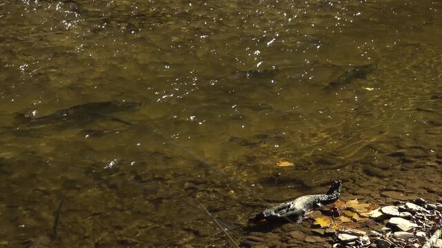 2 Salmon swim upstream along a rocky riverbank in a shallow sunny creek during the fall Salmon run.