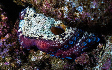 Octopus hiding in a rock at Socorro island