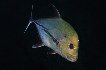 Black jack at Socorro island