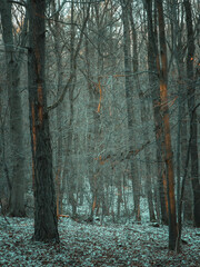 footpath in the winter forest