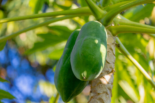 Selective focus of fresh young green papaya fruit hanging on the tree in the garden, A species in the genus Carica of the family Caricaceae, Agriculture organic farm in countryside in Thailand.