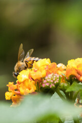 Honey bee pollinating in a local garden.