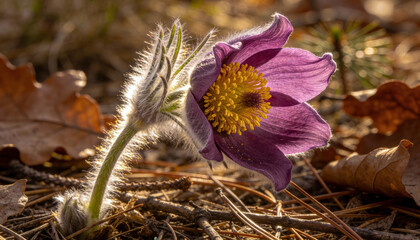 Pasque flower pulsatilla blooms on a sunlit woodland floor among dry oak leaves and pine needles. The hairy stem and petals are backlit, highlighting the yellow stamen and delicate spring growth