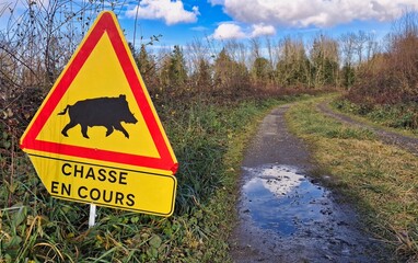 Chasse en cours, battue au sanglier