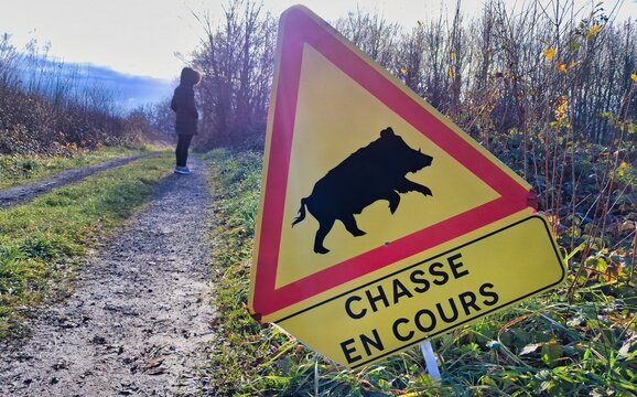 Chasse en cours, battue au sanglier