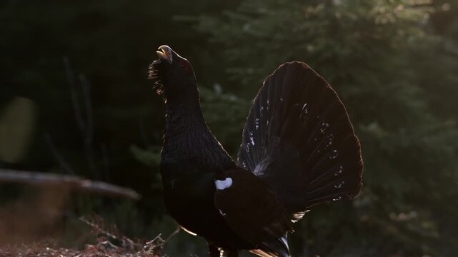 A male capercaillie shows its feathers during a courtship display. The bird moves gracefully in the forest, attracting attention with its striking appearance.