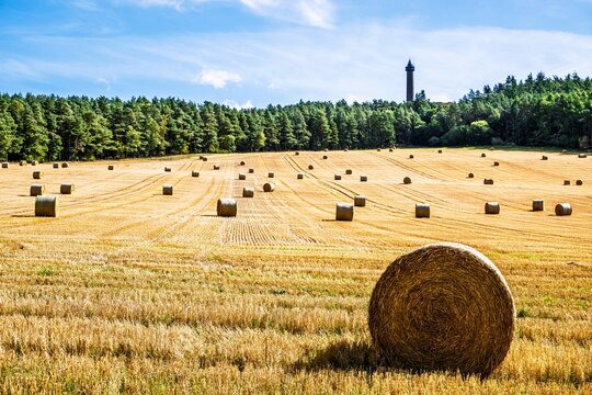 Straw bales in the Scottish fields, Scotland, UK