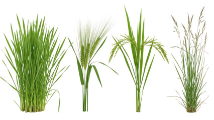 Collection of various green plants isolated on transparent background