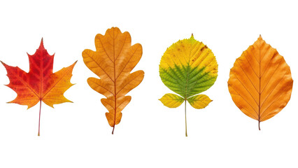 Naklejka premium Autumn Leaves Collection Isolated on Transparent Background