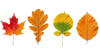 Autumn Leaves Collection Isolated on Transparent Background