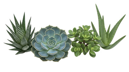 Assorted Succulent Plants Isolated on Transparent Background