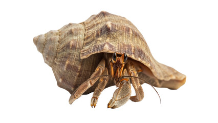 Hermit Crab in Shell Isolated on Transparent Background