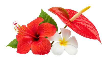 Tropical Flowers Arrangement: Red Hibiscus, Anthurium, Plumeria PNG isolated