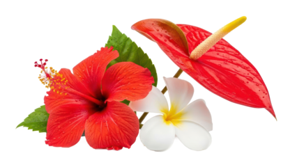 Tropical Flowers Arrangement: Red Hibiscus, Anthurium, Plumeria PNG isolated